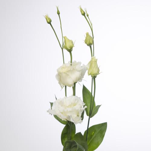 10x Eust.alissa white du 70cm