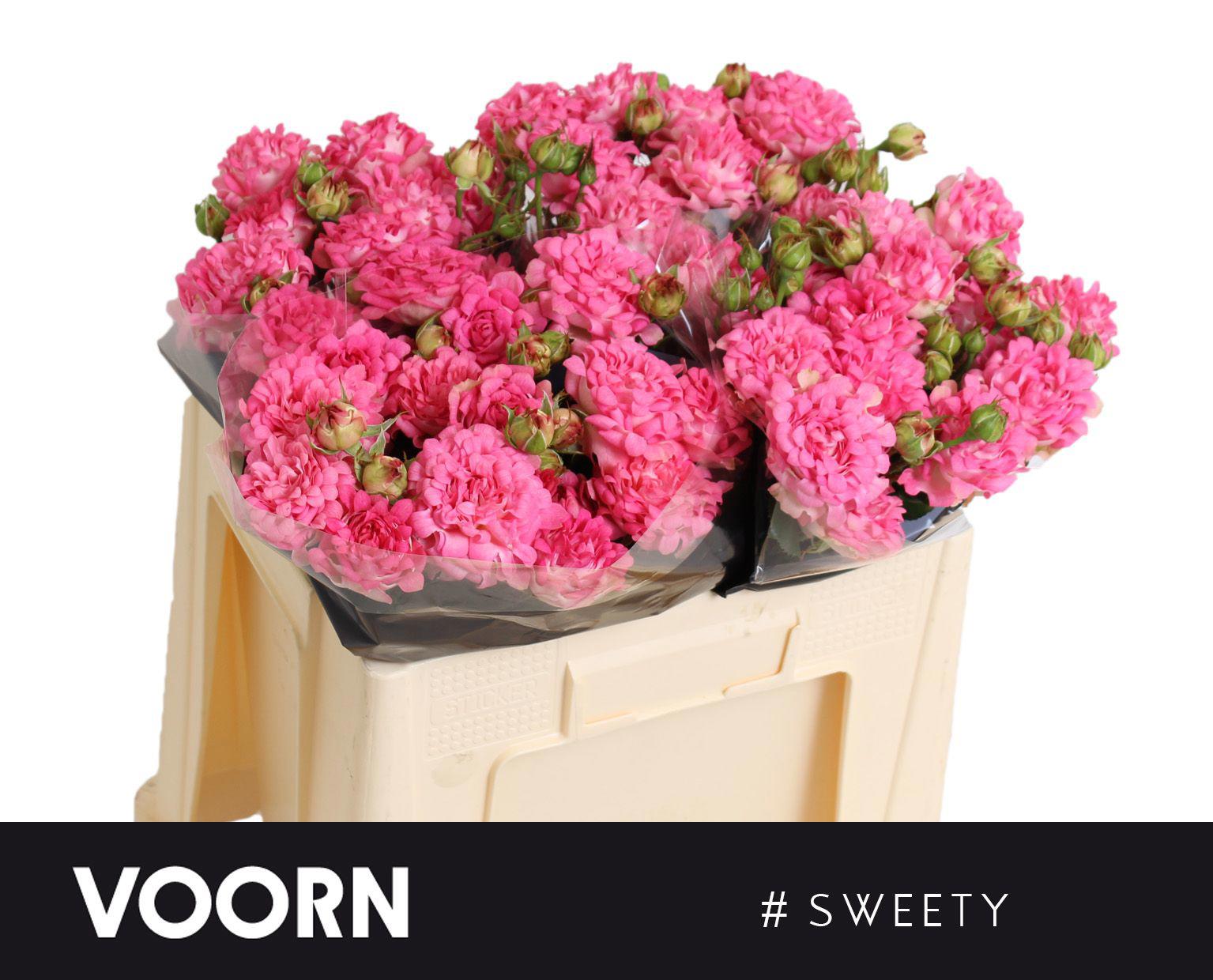 10x Rosa #sweety 50cm