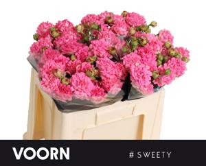 10x Rosa #sweety 50cm