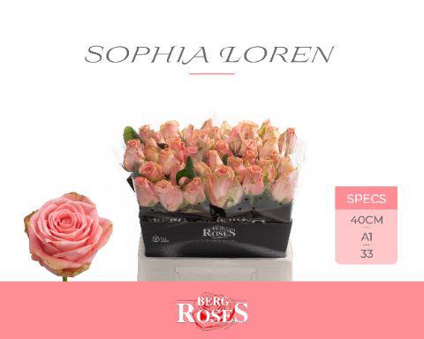 10x Rosa sophia loren 40cm