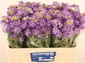 10x Matt.impala lavender 60cm