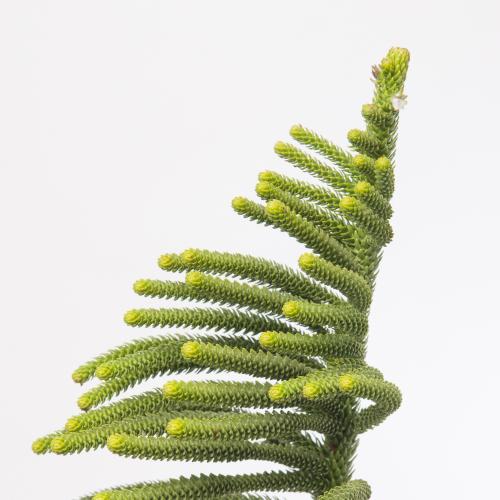 1x Ko araucaria heterophylla 60cm