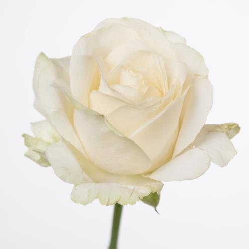 10x Rosa four seasons + 60cm