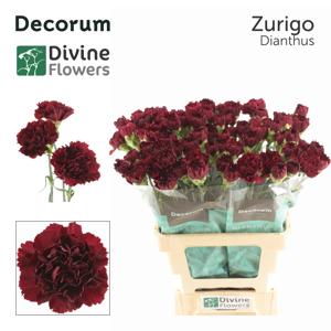 20x Dian.st.zurigo 60cm