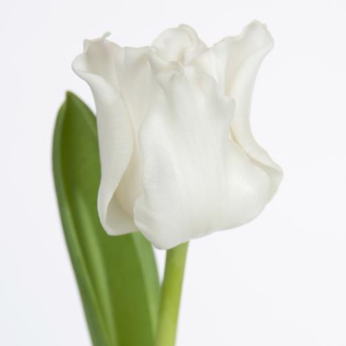 50x Tulipa white liberstar co 30cm