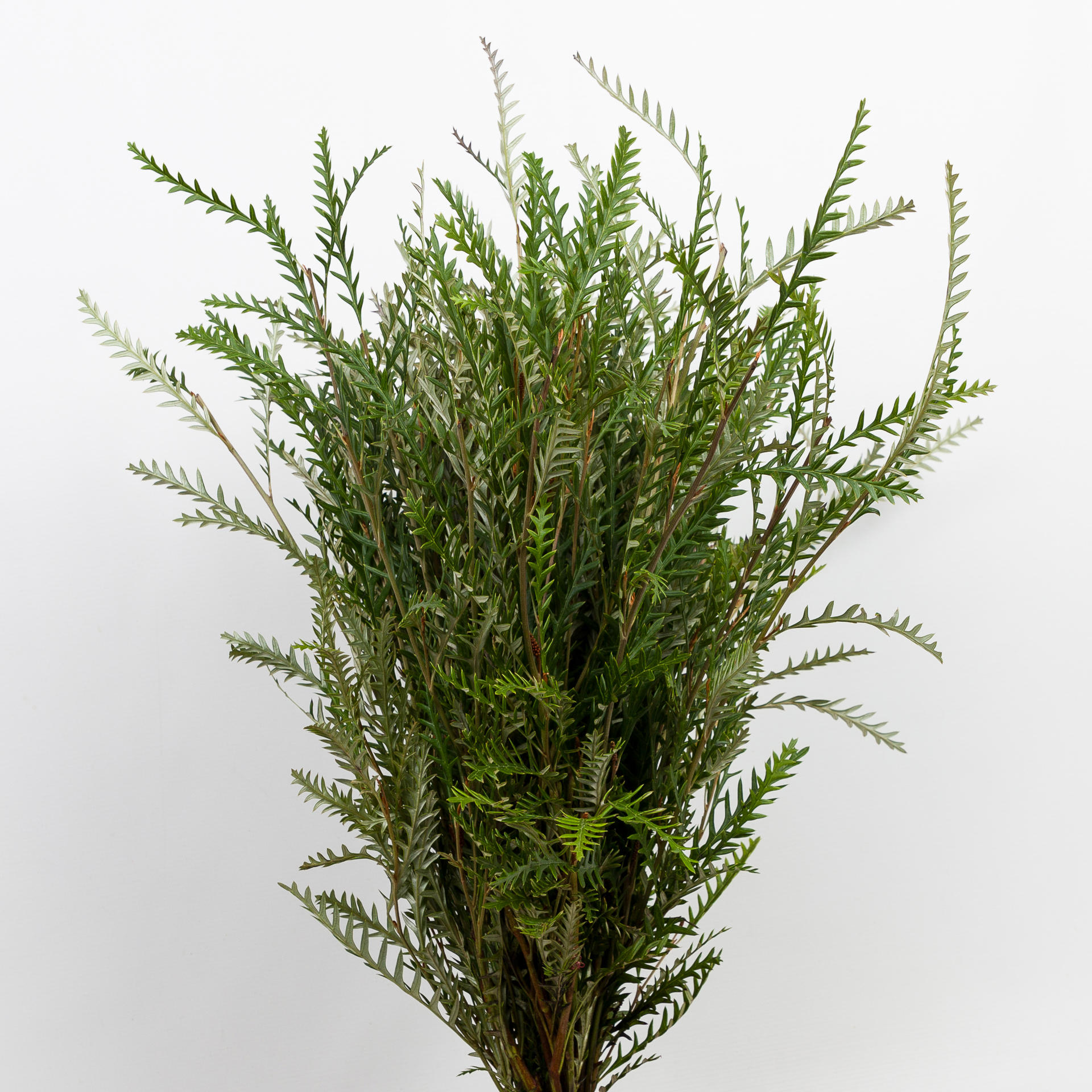 5x Sg grevillea ivanhoe 50cm