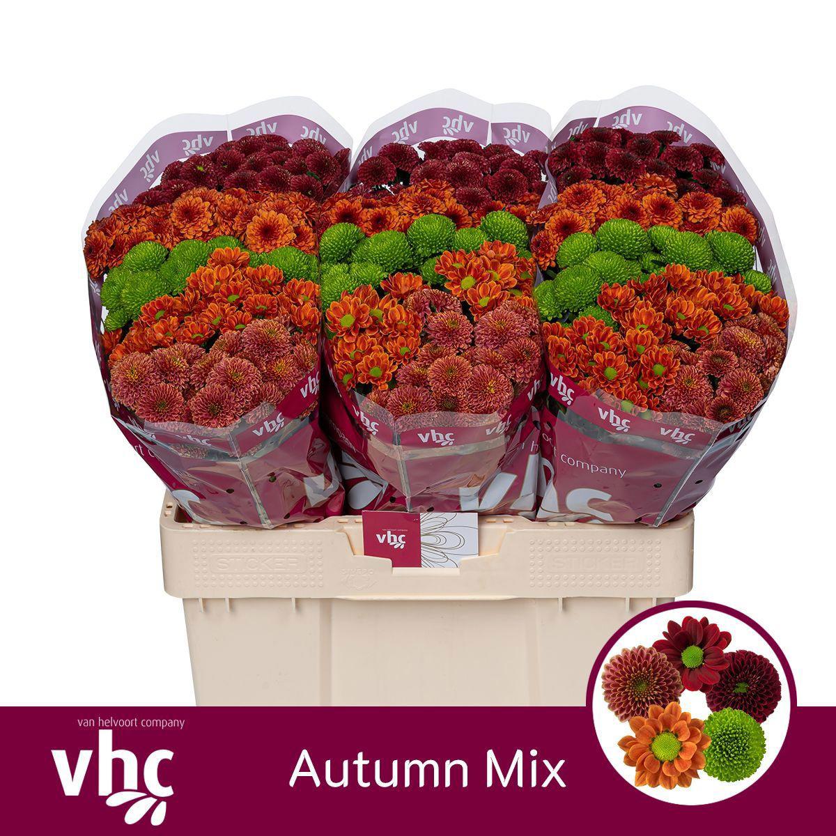 25x Chrysant san.mix/pak herfst 5 kleuren 50cm