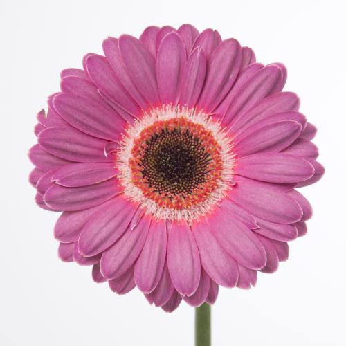 60x Germ.purple wonder 40cm