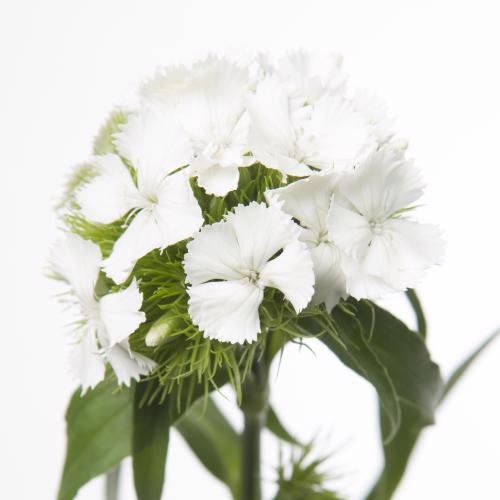 50x Dian.bar.sweet will white 60cm