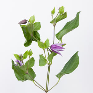 10x Clematis star river 60cm