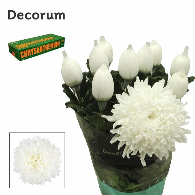 10x Chrysant stravina 70cm