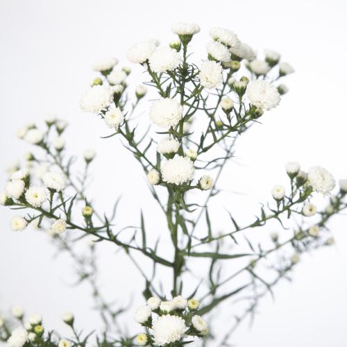 25x Aster pompon 60cm