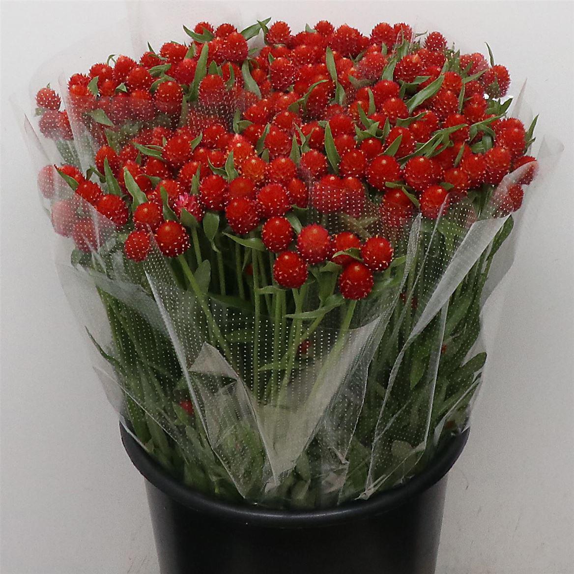 100x Gomphrena strawberry fields 50cm