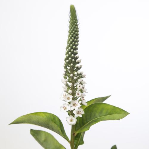 25x Lysimachia moonlight 80cm