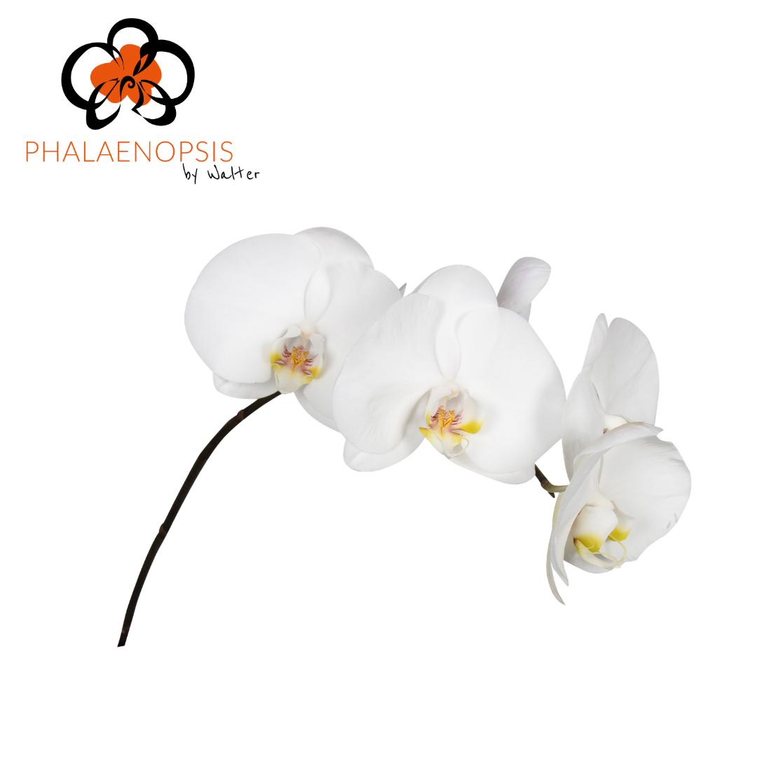 20x Phal.sensation white 40cm