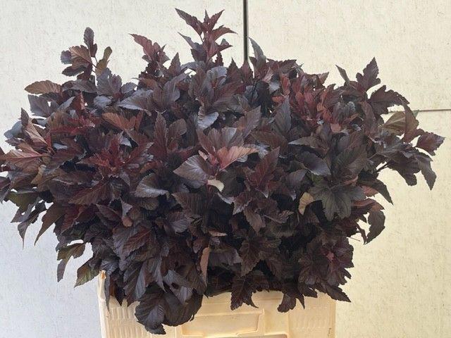 25x Tk physocarpus diabolo 60cm