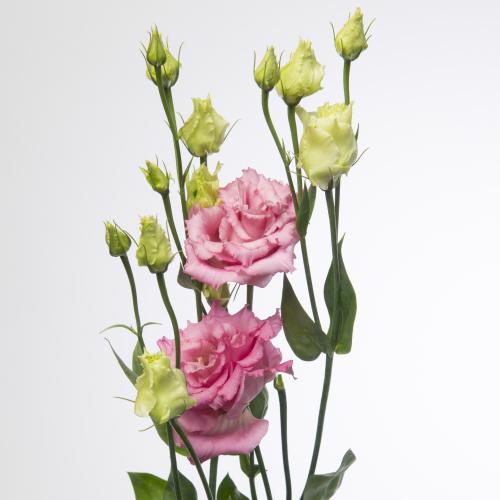 10x Eust.alissa rose du 70cm