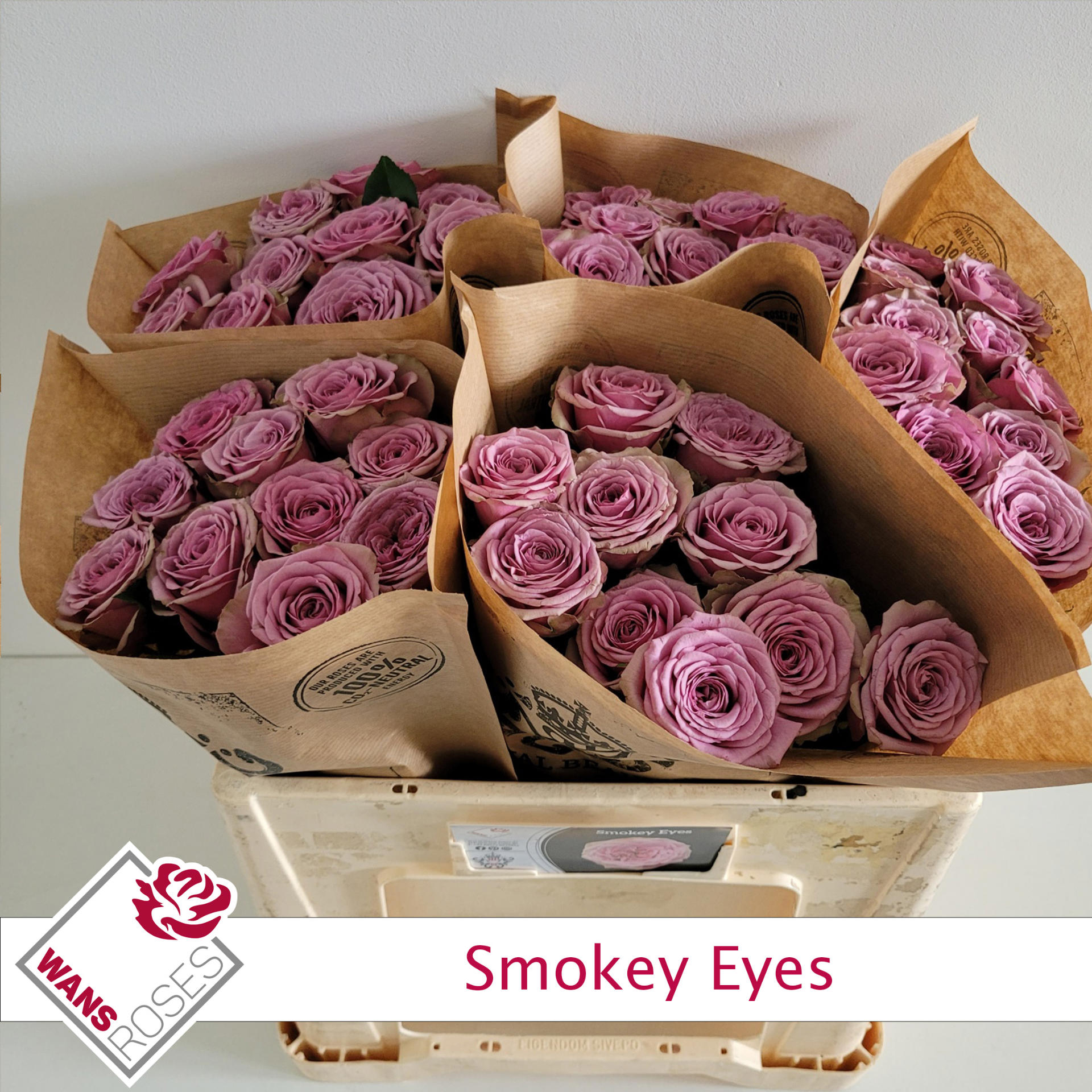 10x Rosa smokey eyes 50cm