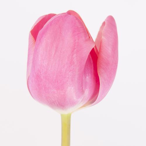 50x Tulipa carola en 40cm