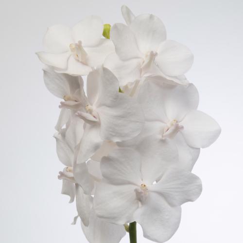 25x Vanda tayanee diamond white 10cm