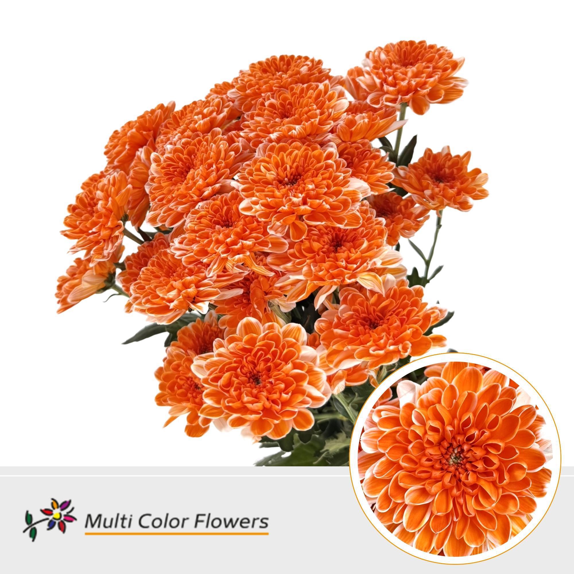 10x Chrysant altaj oranje 60cm