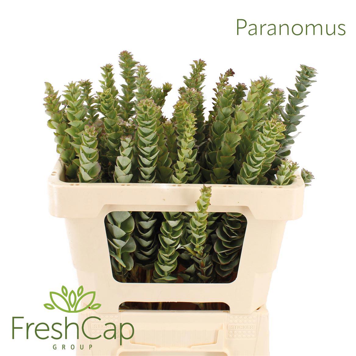 50x Pg paranomus reflexus 50cm