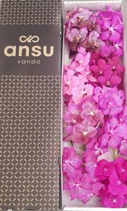 8x Vanda pink mix 20cm