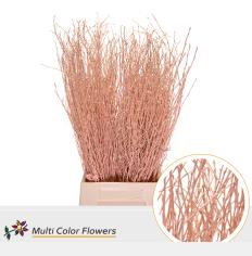 10x Tk betula apricot 70cm
