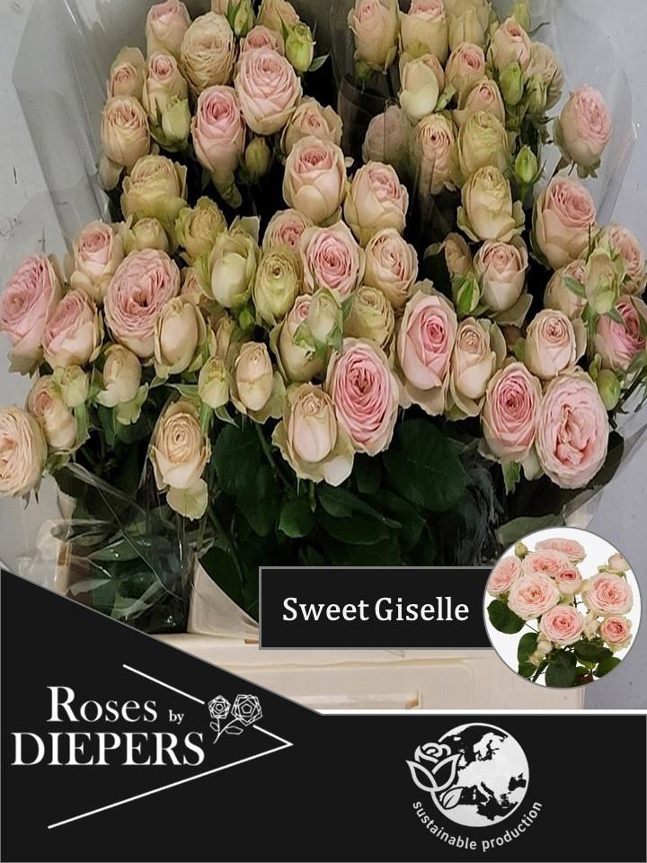 10x Rosa sweet giselle 40cm