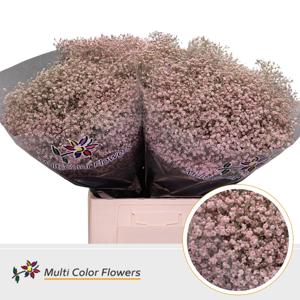 25x Gipskruid m.stars roze 70cm