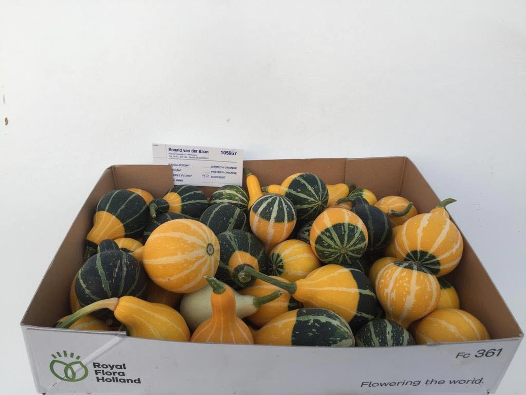 40x Sf cucurbita pear bicolor