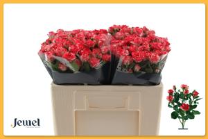 10x Rosa fireworks 50cm