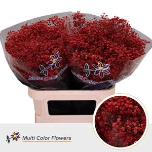 25x Gipskruid xlence rood 80cm