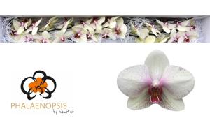 25x Phal.omega