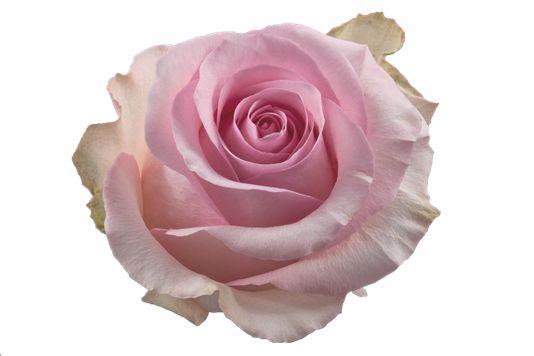10x Rosa nena 50cm