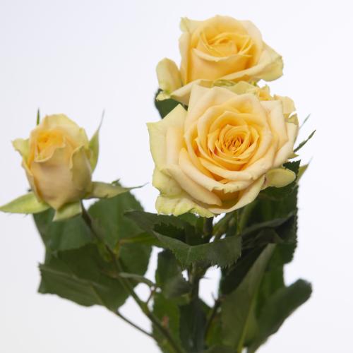 10x Rosa trinity 50cm