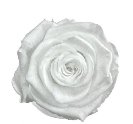 4x Dc pres.rozen teddy white
