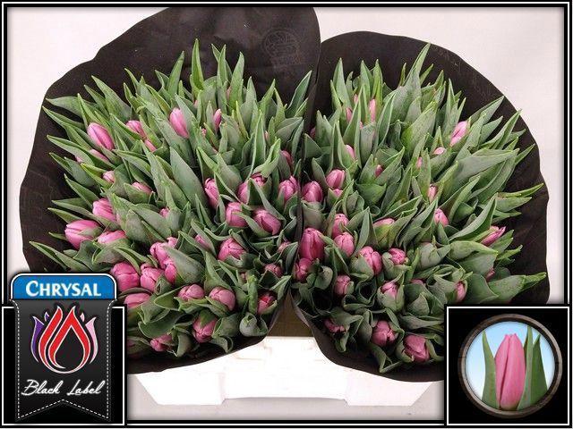 50x Tulipa sirikit en 40cm