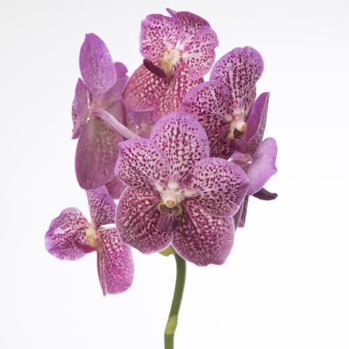 16x Vanda nit.trop.punch 20cm