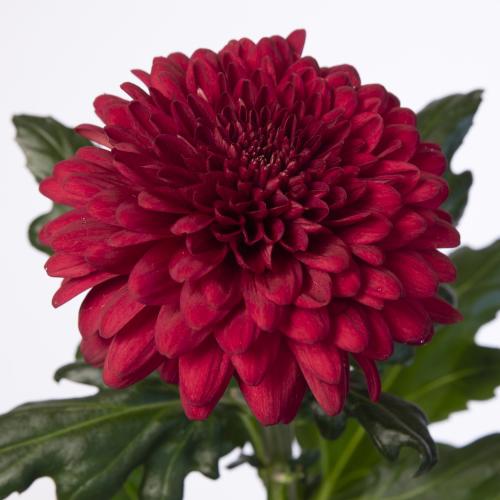 10x Chrysant lamira red 70cm