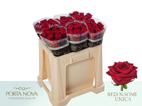 10x Rosa red naomi! 50cm