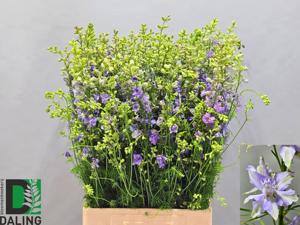 10x Delph.aj.qis violet lilac 80cm