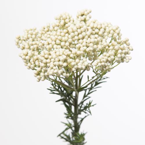 10x Ozothamnus victoria white 50cm