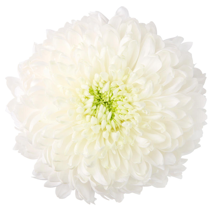 10x Chrysant magnum 70cm