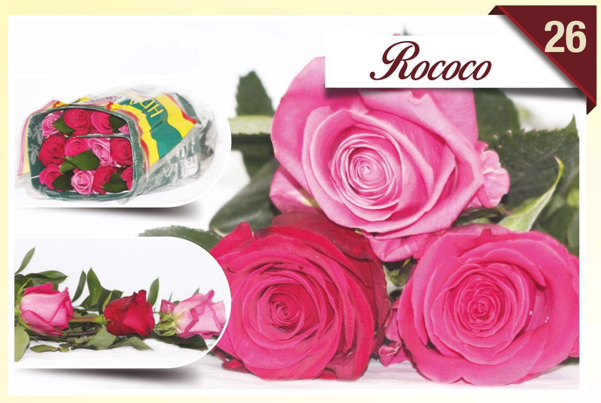 24x Rosa mix/bos hoja verde triett rococo 50cm