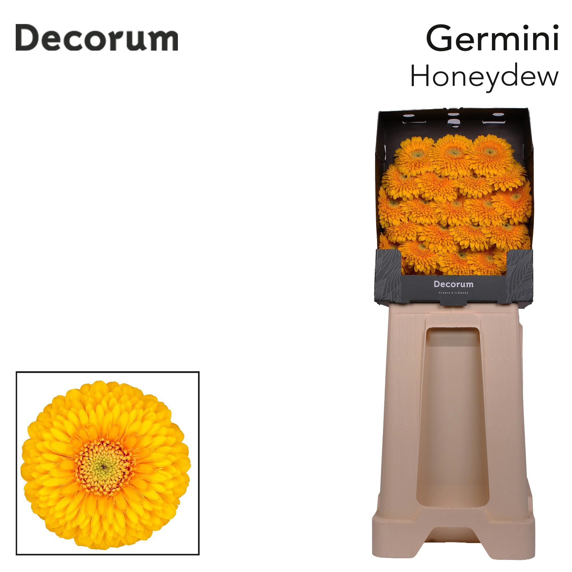25x Germ.pomponi honeydew 70cm