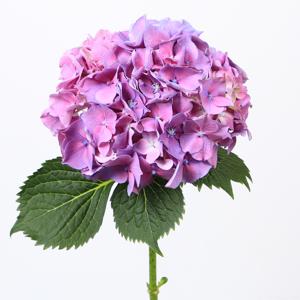 10x Hydr.cassanova 60cm