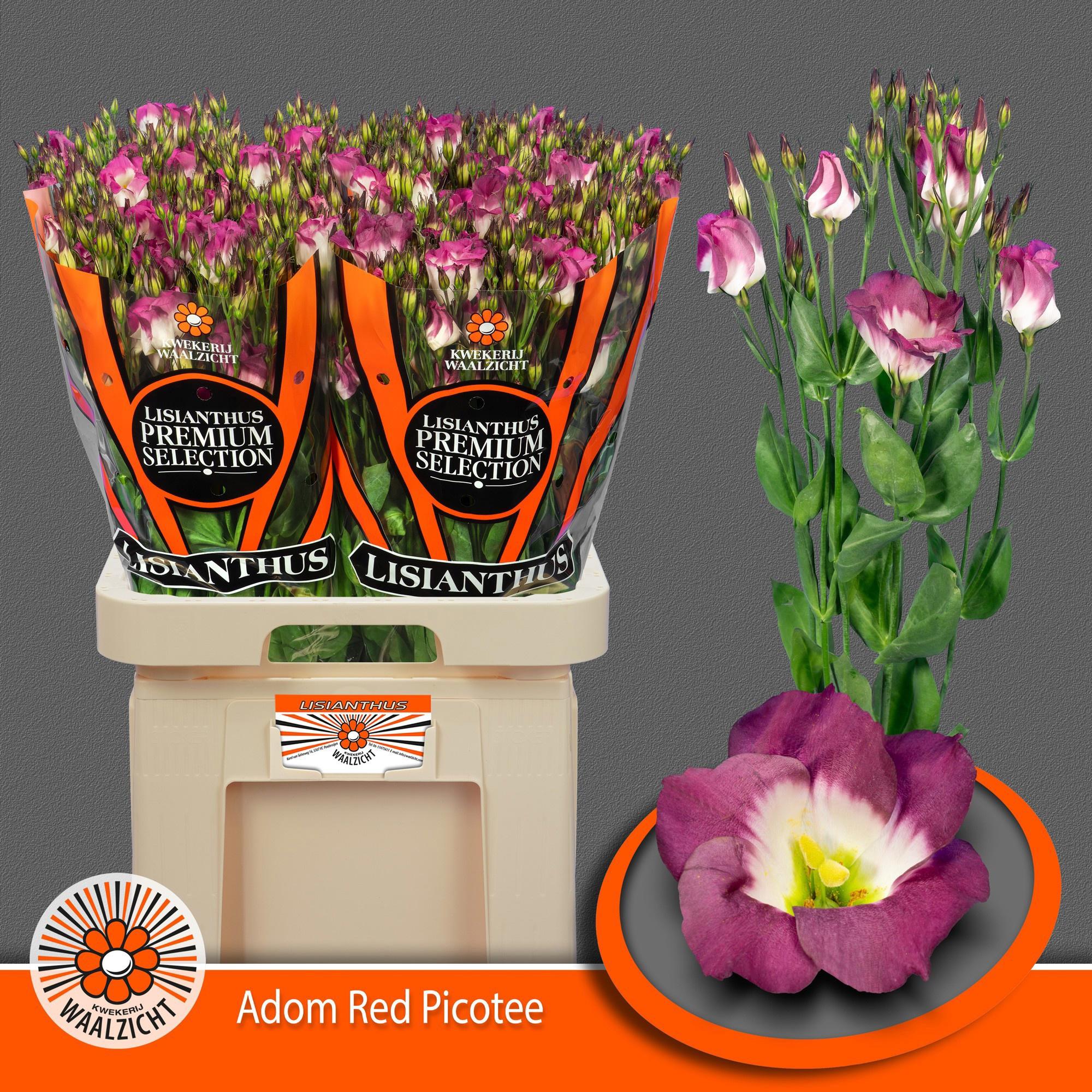 10x Eust.adom red picotee en 70cm