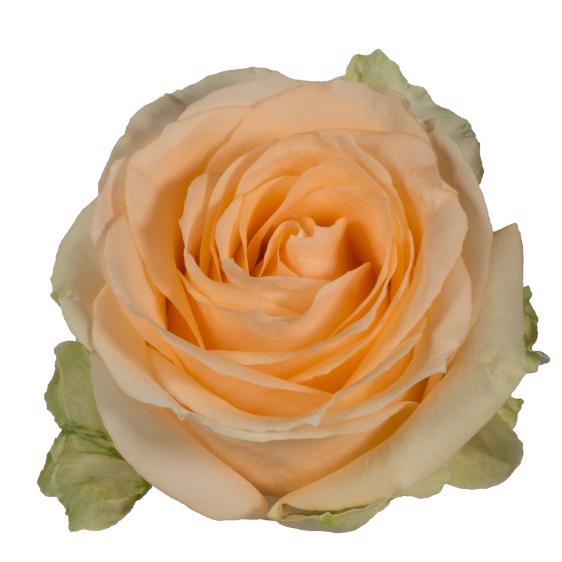 25x Rosa avalanche peach+ 50cm