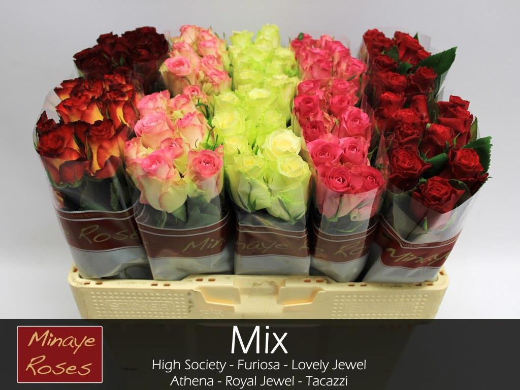 100x Rosa mix vast minaye fr 40cm